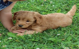 Mini Goldendoodle dogs for sale: Aubrey - Image 5