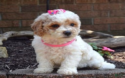 Bichpoo dogs for sale: Paisley - Image 5