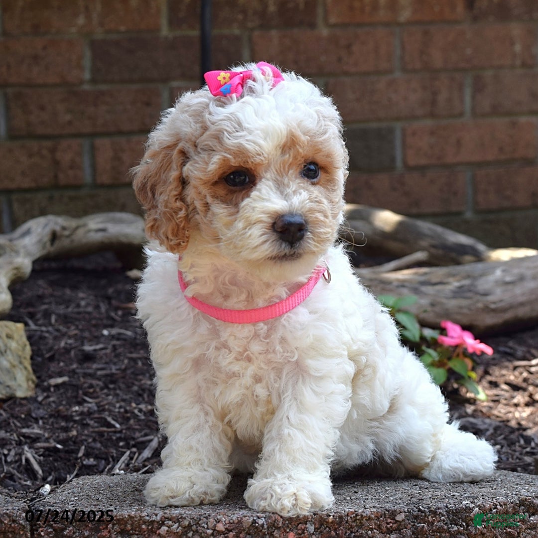 Bichpoo dogs for sale: Paisley - Image 5