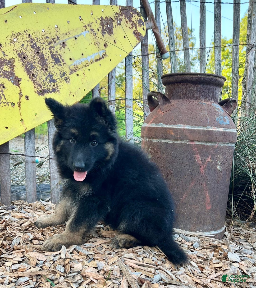 German Shepherd dogs for sale: Bear - Image 4