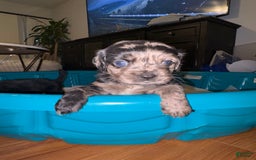 Cockapoo dogs for sale: Princess - Image 1