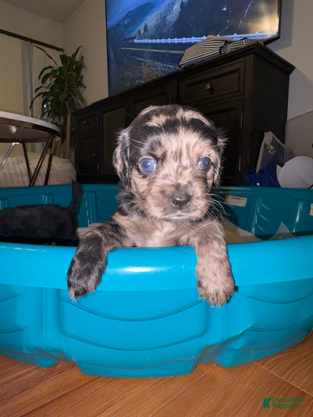 Cockapoo dogs for sale: Princess - Image 1