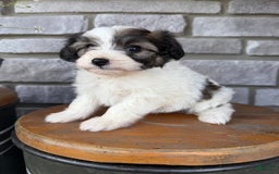 Teddy Bear dogs for sale: Elliott - Image 10