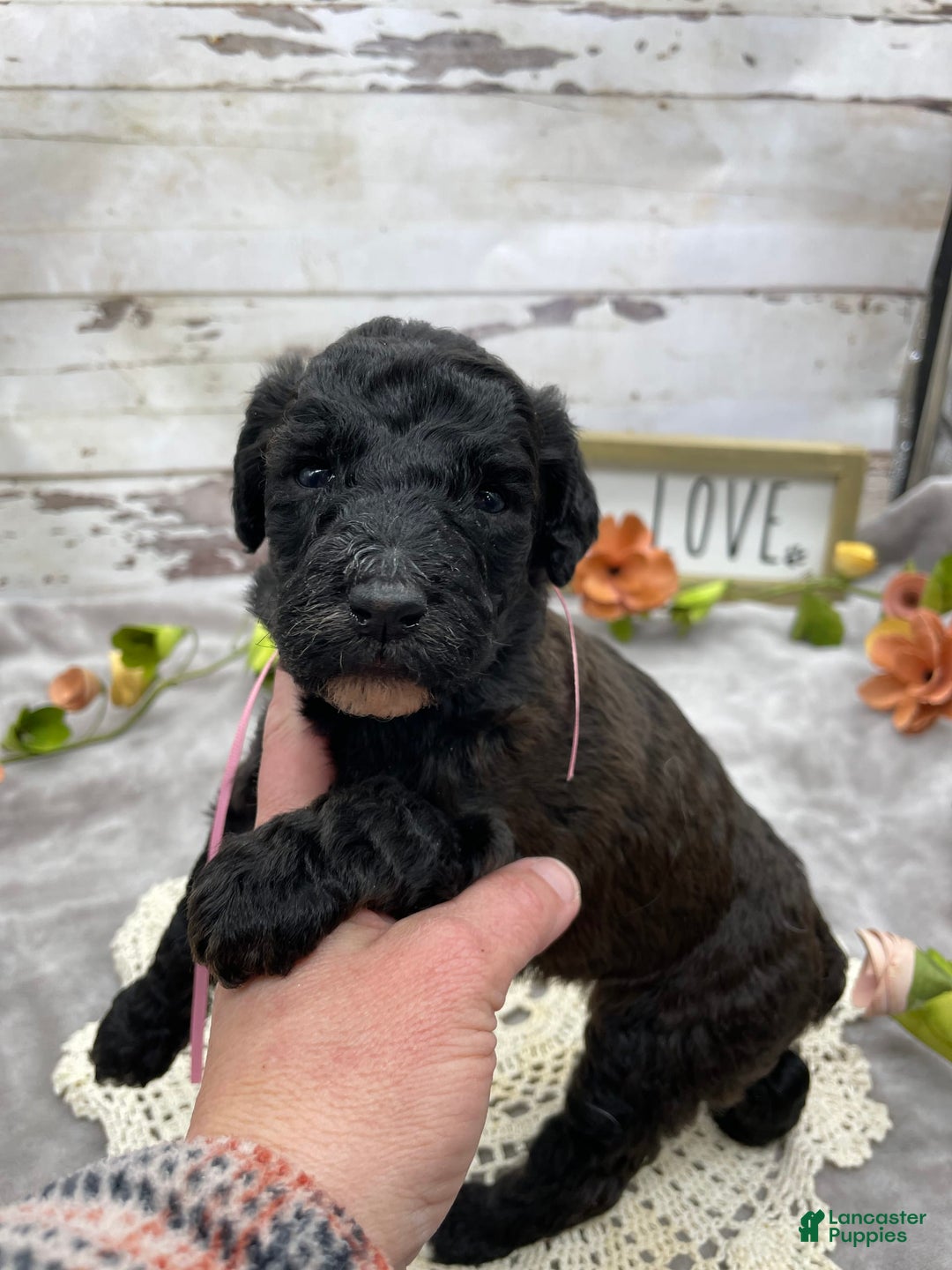 Standard Poodle dogs for sale: Gypsy - Image 1