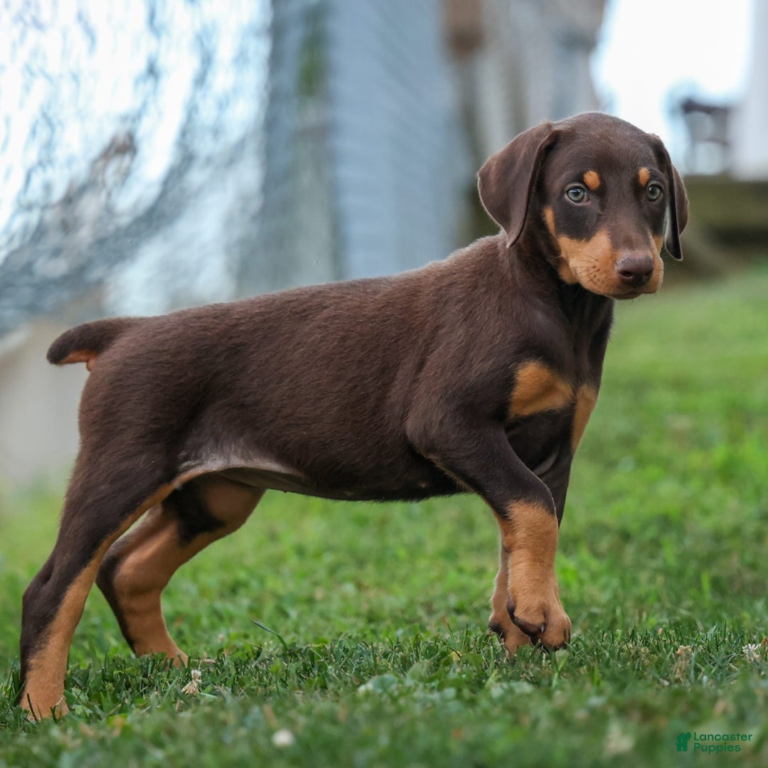 Doberman Pinscher dogs for sale: Dixie - Image 4