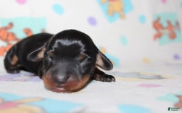 Dachshund dogs for sale: Raven Girl 1 - Image 6