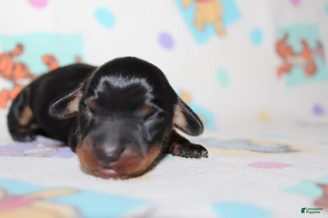 Dachshund dogs for sale: Raven Girl 1 - Image 6