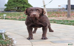 Labrador Retriever dogs for sale: Neveah - Image 10