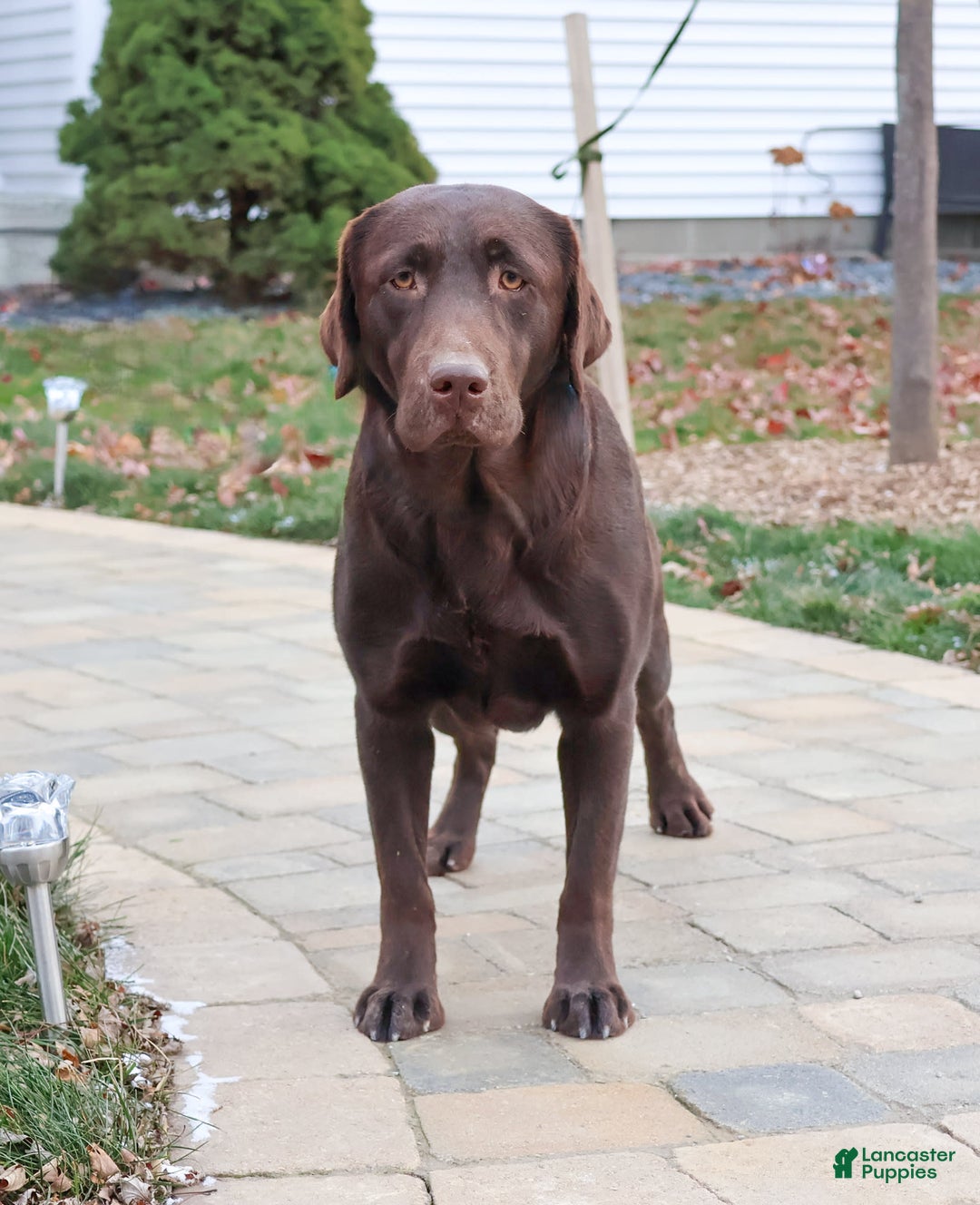 Labrador Retriever dogs for sale: Neveah - Image 10