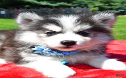 Pomsky dogs for sale: Callie - Image 2