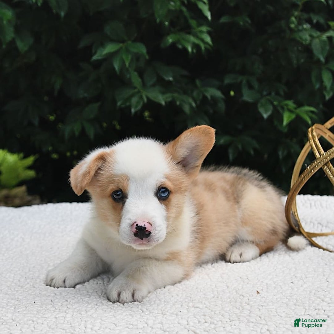Welsh Corgi Pembroke dogs for sale: Thorne - Image 19