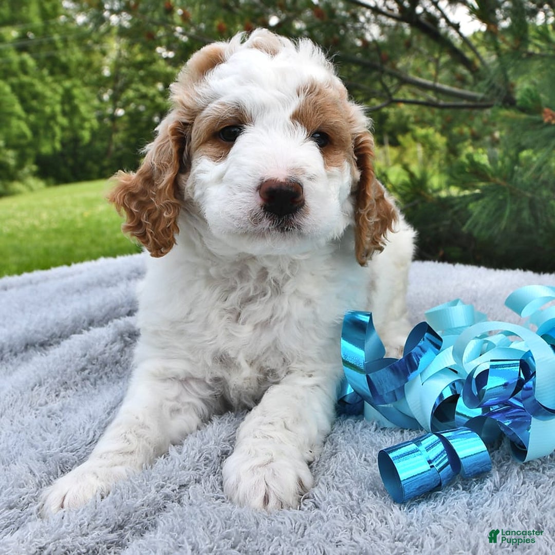 Mini Goldendoodle dogs for sale: Dallas - Image 11