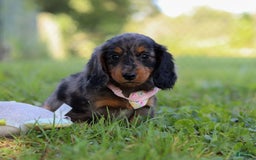 Miniature Dachshund dogs for sale: Sophie - Image 3