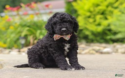 Newfypoo dogs for sale: Sasha - Image 6