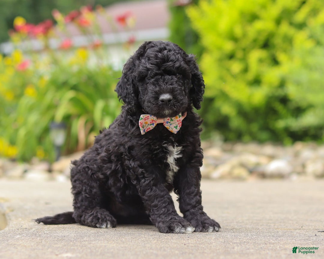 Newfypoo dogs for sale: Sasha - Image 6