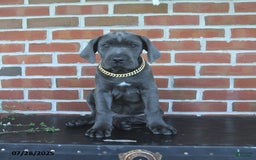 Cane Corso dogs for sale: Daisy - Image 2