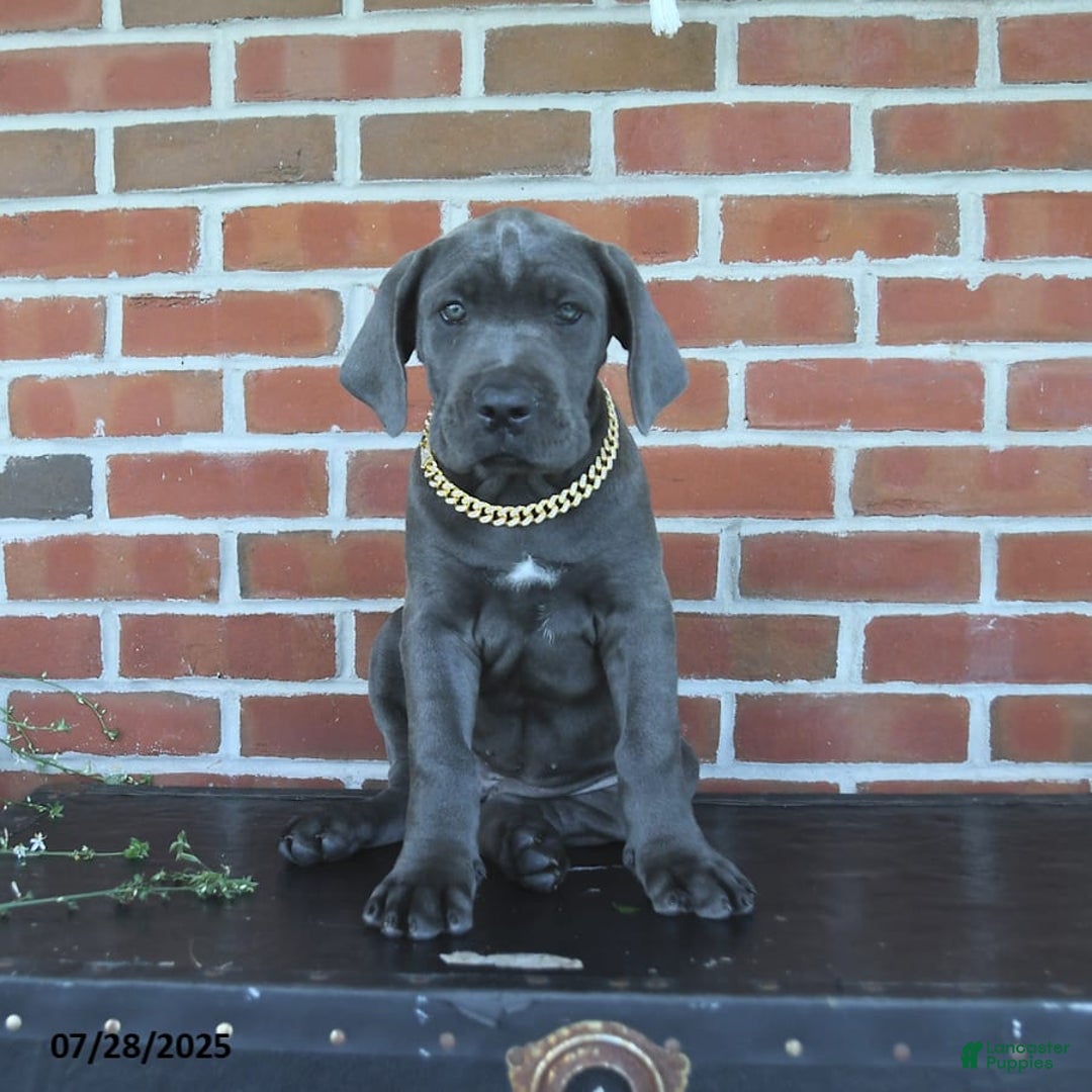 Cane Corso dogs for sale: Daisy - Image 2