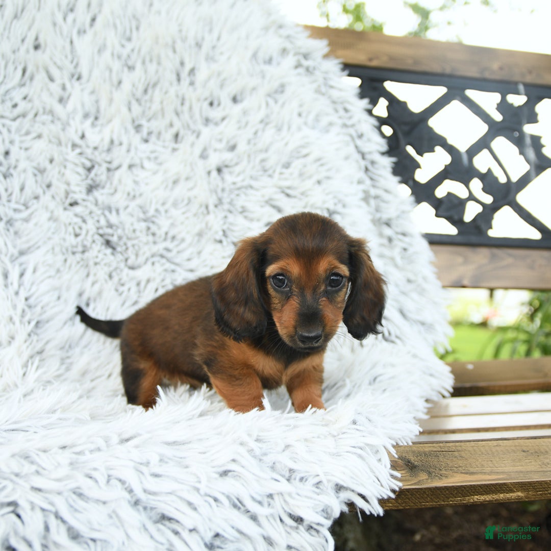 Miniature Dachshund dogs for sale: Beth - Image 4