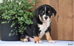 Beabull dogs for sale: Clint - Image 10