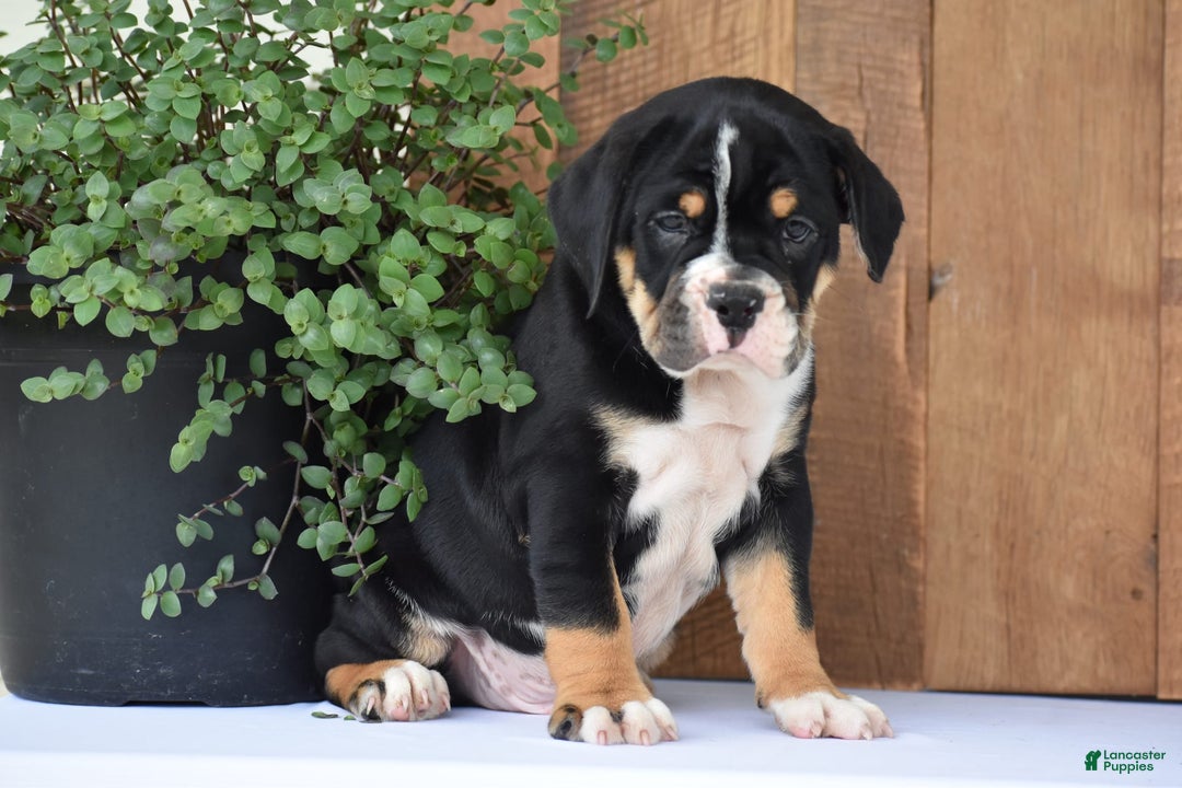 Beabull dogs for sale: Clint - Image 10