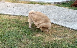 Pomeranian dogs for sale: Giovanna - Image 14