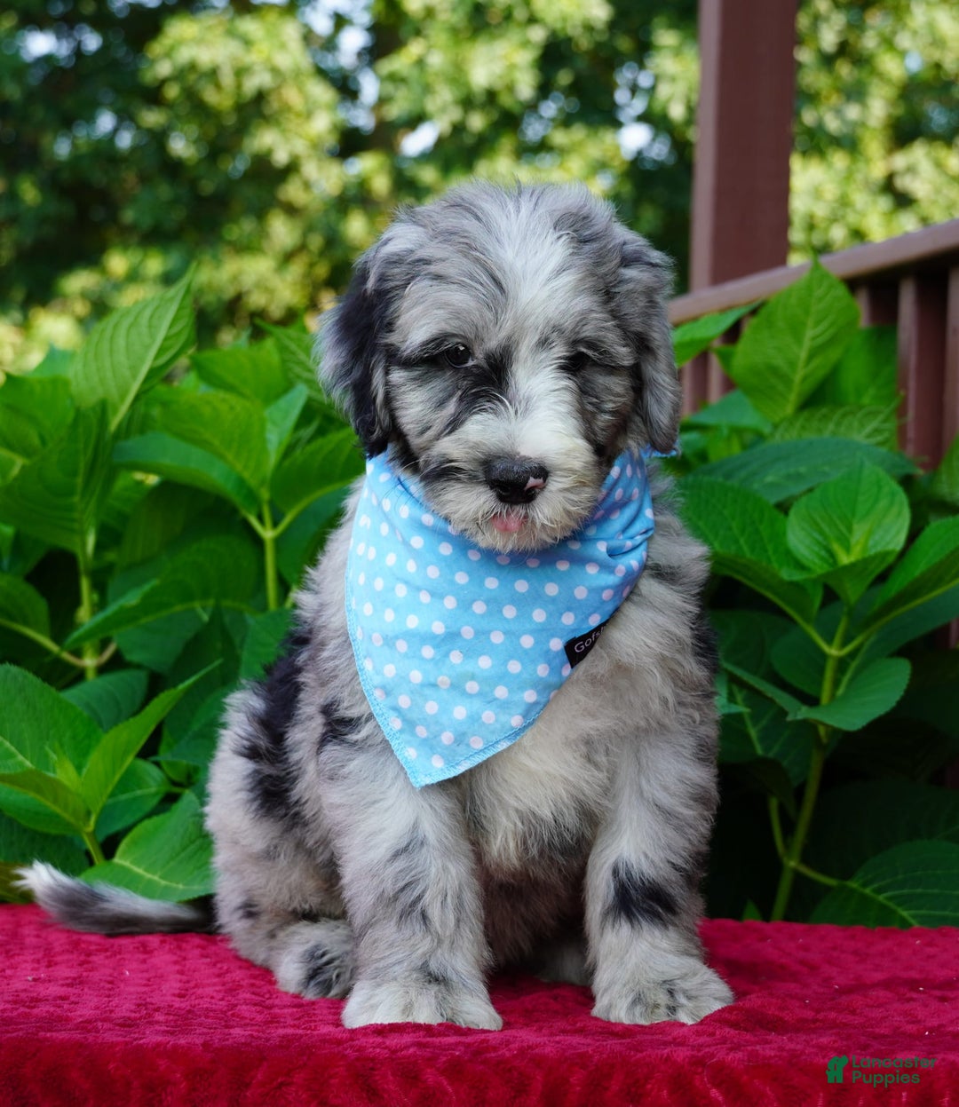 Sheepadoodle dogs for sale: Murphy - Image 6