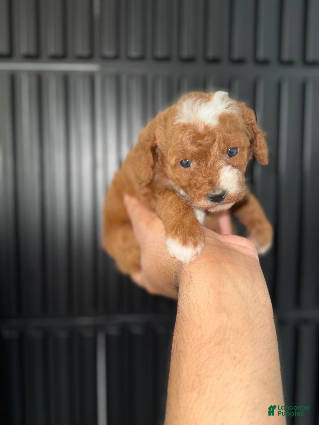 Toy Poodle dogs for sale: Dream - Image 9