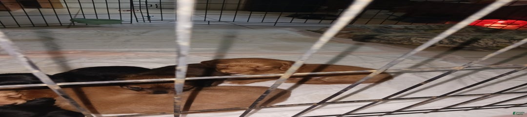 Male