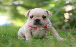French Bulldog dogs for sale: Lacey - Image 7
