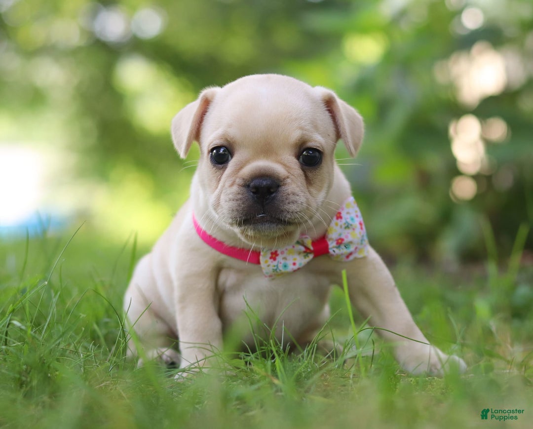 French Bulldog dogs for sale: Lacey - Image 7