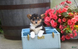 Welsh Corgi Pembroke dogs for sale: Angie - Image 1