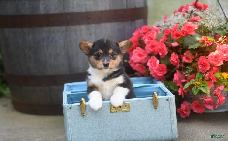 Welsh Corgi Pembroke dogs for sale - Ad 1