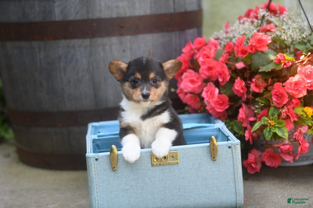Welsh Corgi Pembroke dogs for sale: Angie - Image 1