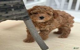 Toy Poodle dogs for sale: Jenny - Image 4
