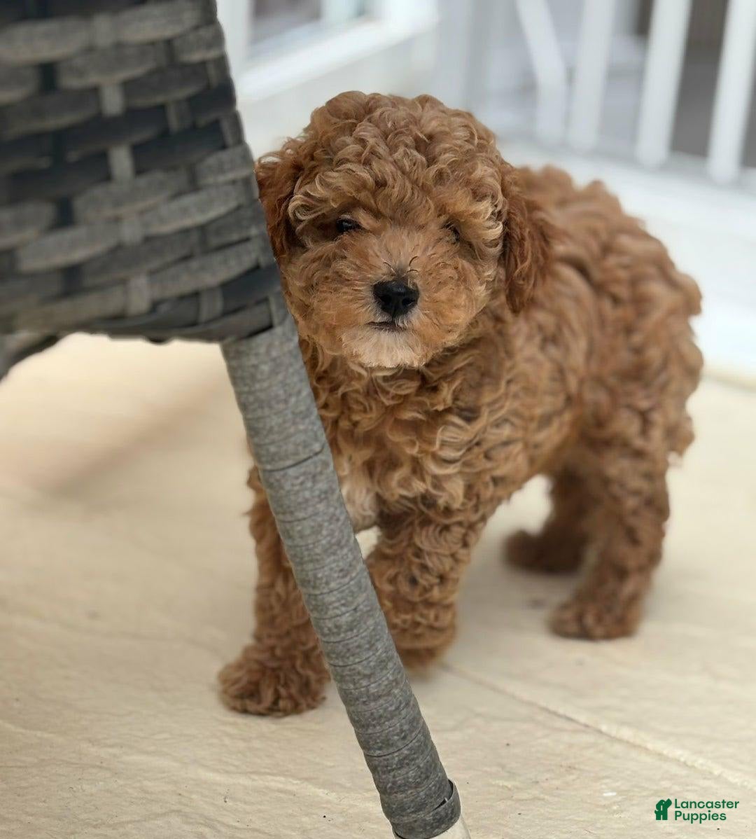 Toy Poodle dogs for sale: Jenny - Image 4