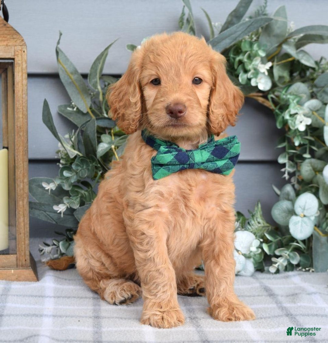 Goldendoodle dogs for sale: Alex - Image 2