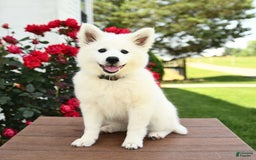 American Eskimo dogs for sale: Meadow - Image 5