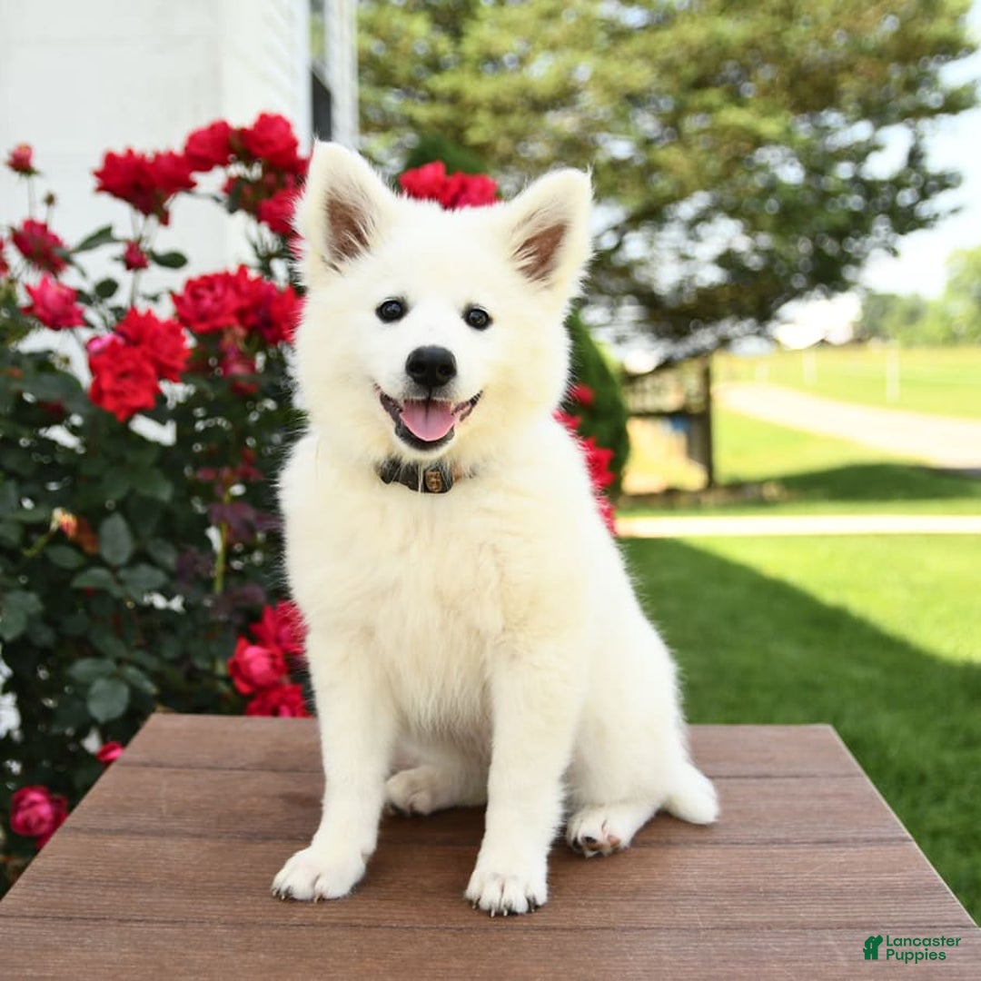 American Eskimo dogs for sale: Meadow - Image 5