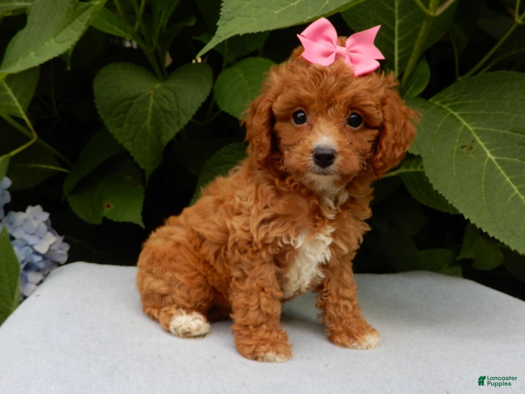 Cavapoo dogs for sale: Missy - Image 1