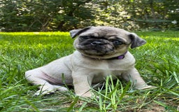 Pug dogs for sale: Oscar - Image 5