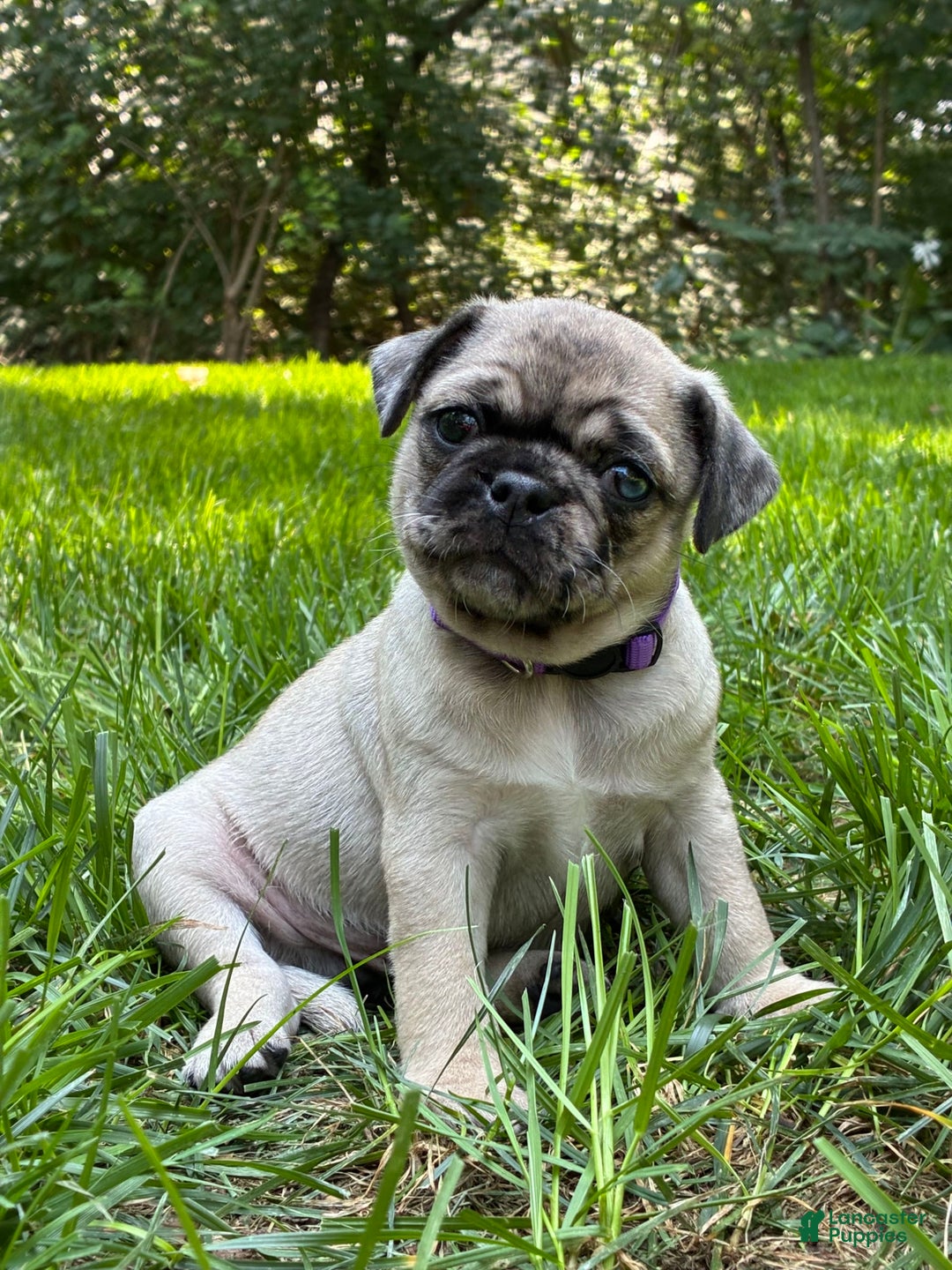 Pug dogs for sale: Oscar - Image 5