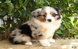 Miniature Australian Shepherd dogs for sale: Axel - Image 2