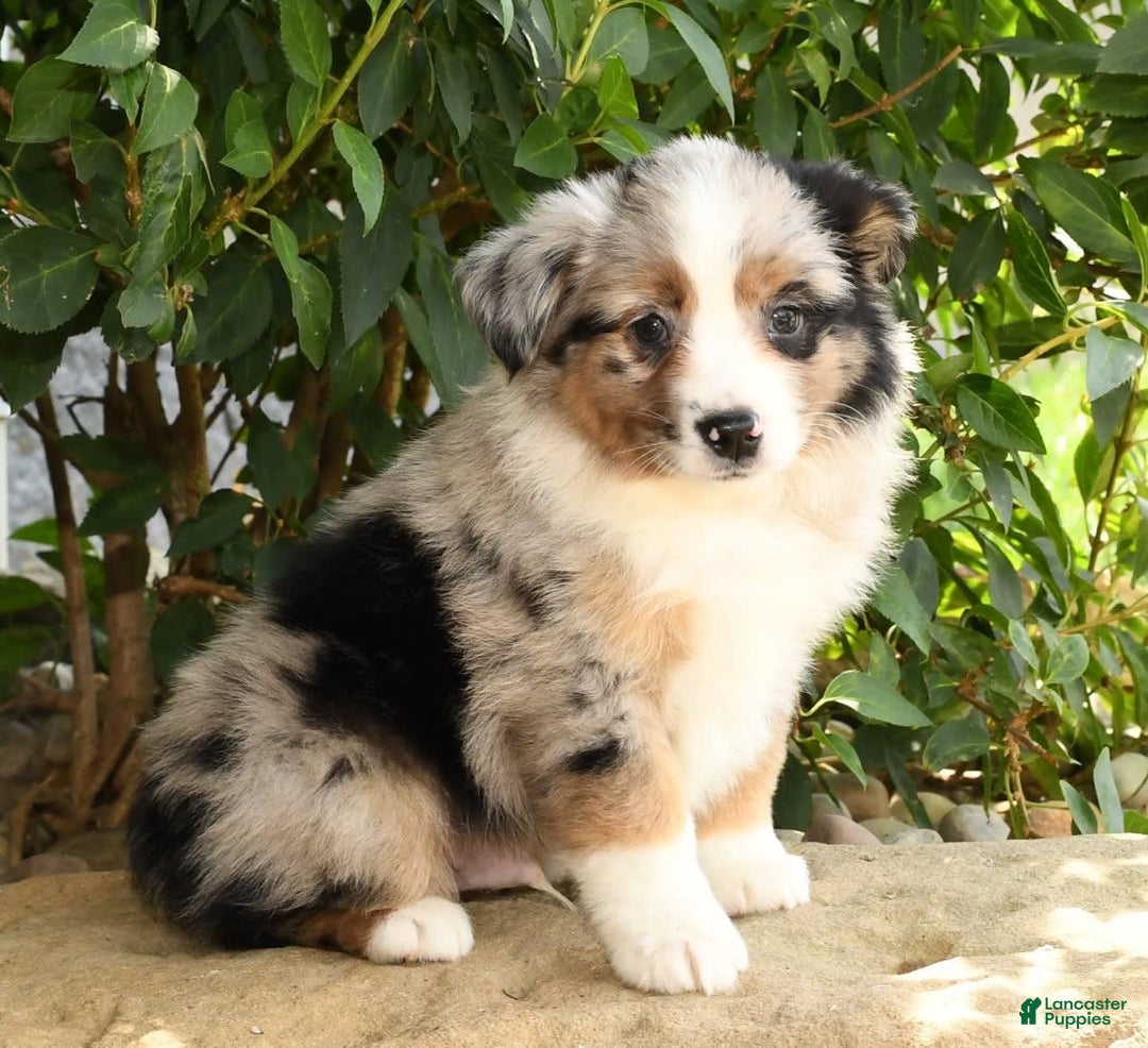 Miniature Australian Shepherd dogs for sale: Axel - Image 2