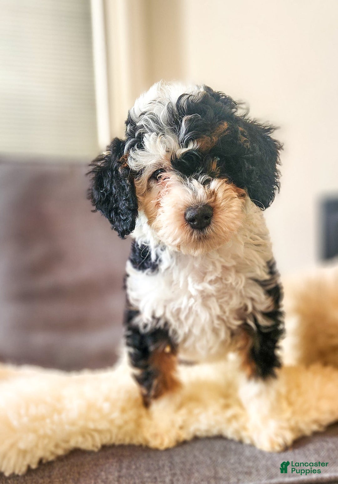 Mini Bernedoodle dogs for sale: Weber - Image 2