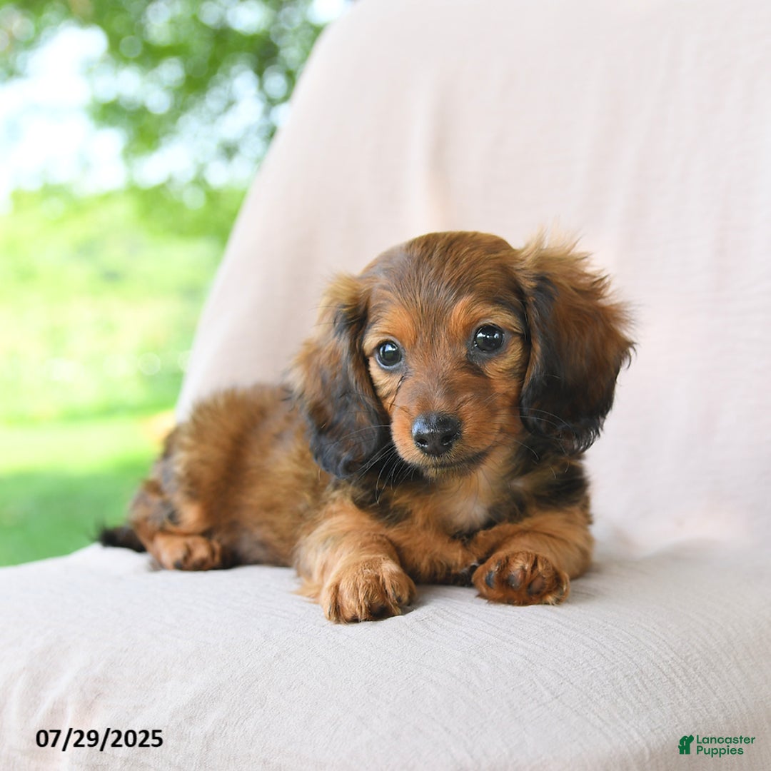 Miniature Dachshund dogs for sale: Asher - Image 5