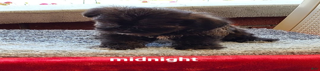 Midnight