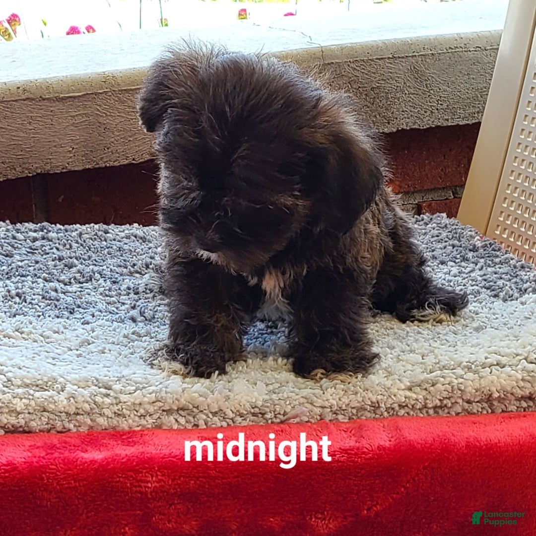 Shorkie dogs for sale: Midnight - Image 3
