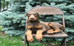 Doberman Pinscher dogs for sale: Petal - Image 6