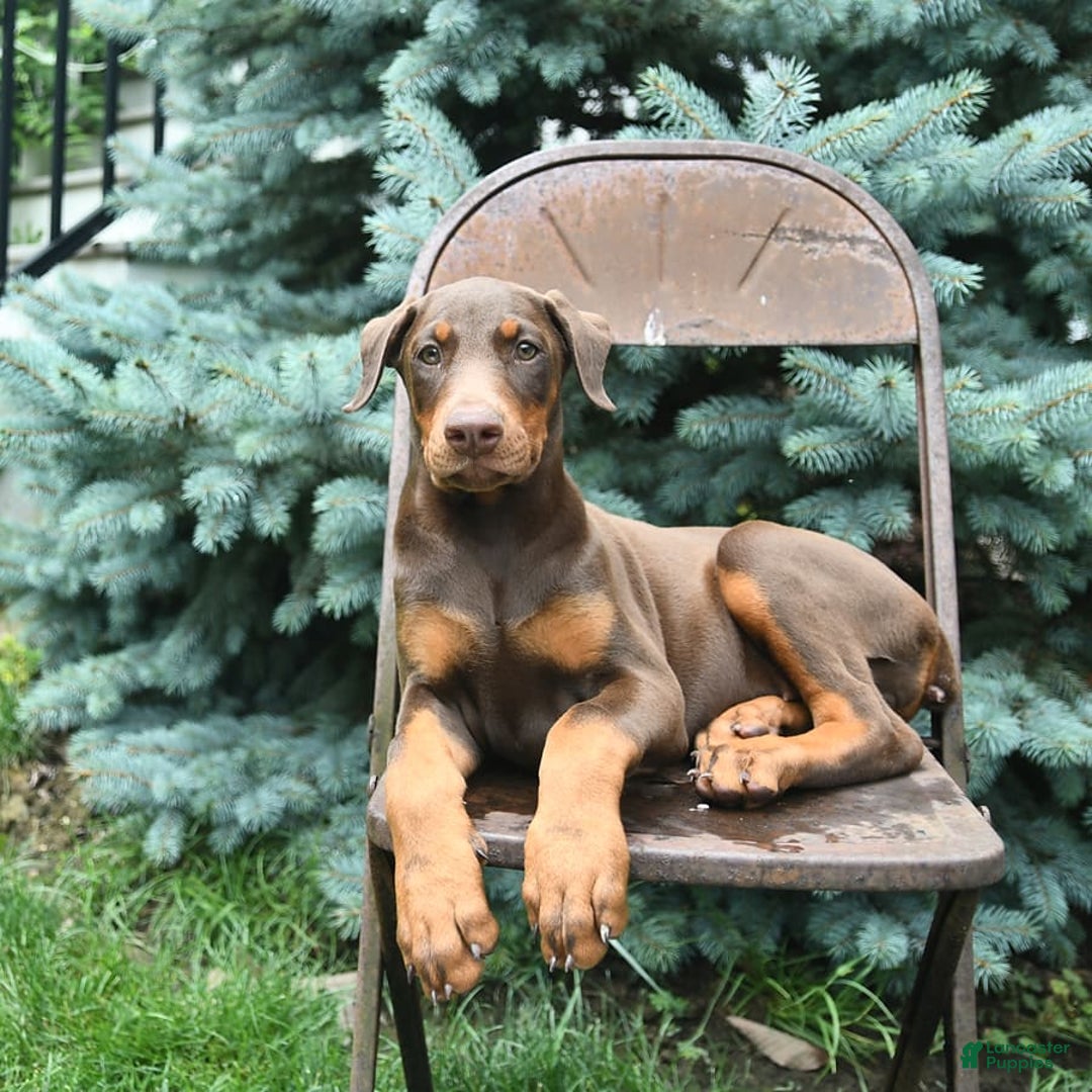 Doberman Pinscher dogs for sale: Petal - Image 6