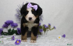Bernese Mountain Dog dogs for sale: Pebbles - Image 22